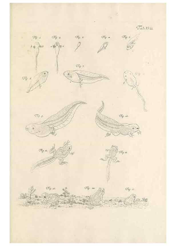 Reproducción/Reproduction 48519433411: Historia naturalis ranarum nostratium :. Nürnberg :gedrucht bey Johann Joseph Fleischmann,1758.. 