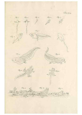 Reproducción/Reproduction 48519433411: Historia naturalis ranarum nostratium :. Nürnberg :gedrucht bey Johann Joseph Fleischmann,1758.. 
