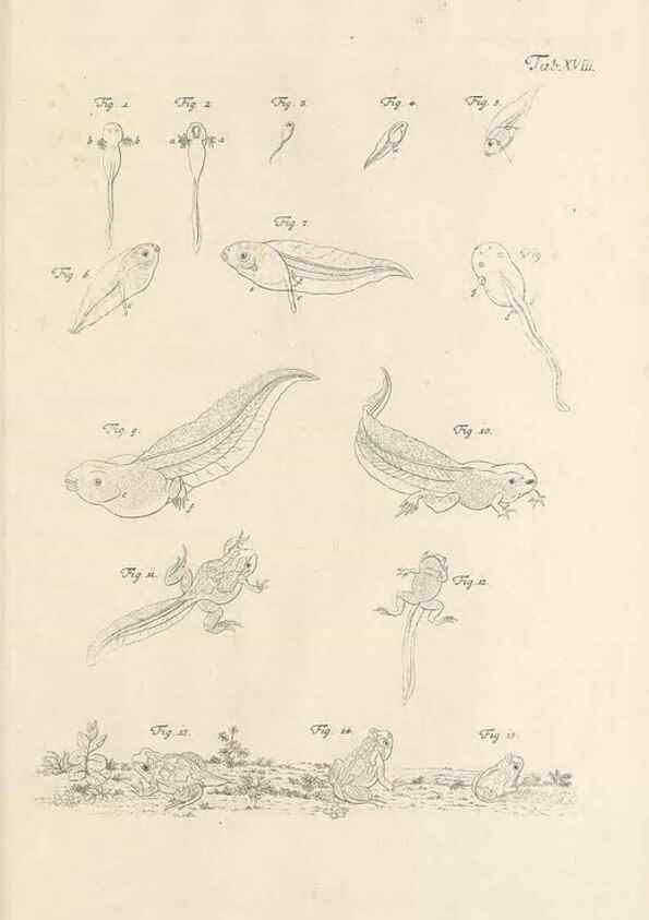 Reproducción/Reproduction 48519433411: Historia naturalis ranarum nostratium :. Nürnberg :gedrucht bey Johann Joseph Fleischmann,1758.. 