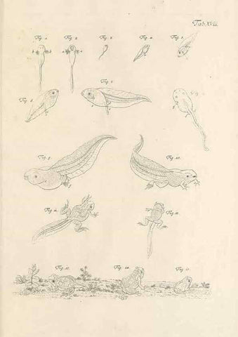 Reproducción/Reproduction 48519433411: Historia naturalis ranarum nostratium :. Nürnberg :gedrucht bey Johann Joseph Fleischmann,1758.. 