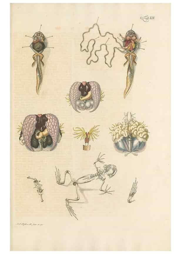 Reproducción/Reproduction 48519433851: Historia naturalis ranarum nostratium :. Nürnberg :gedrucht bey Johann Joseph Fleischmann,1758.. 