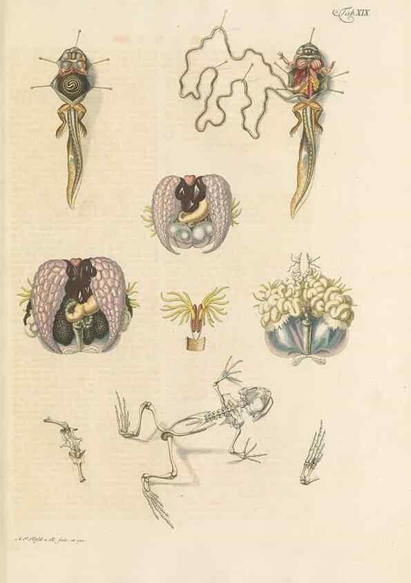 Reproducción/Reproduction 48519433851: Historia naturalis ranarum nostratium :. Nürnberg :gedrucht bey Johann Joseph Fleischmann,1758.. 