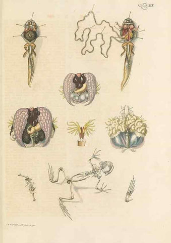 Reproducción/Reproduction 48519433851: Historia naturalis ranarum nostratium :. Nürnberg :gedrucht bey Johann Joseph Fleischmann,1758.. 