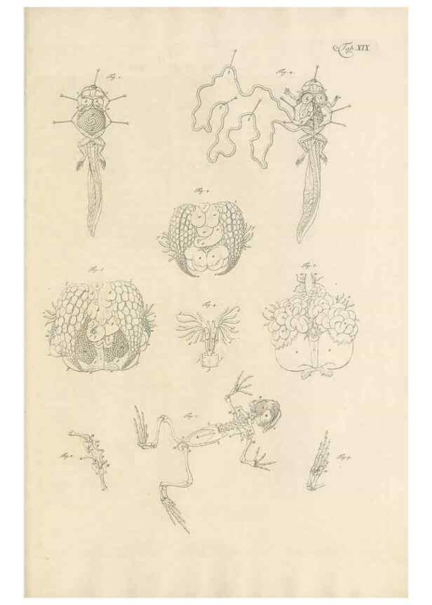 Reproducción/Reproduction 48519434206: Historia naturalis ranarum nostratium :. Nürnberg :gedrucht bey Johann Joseph Fleischmann,1758.. 