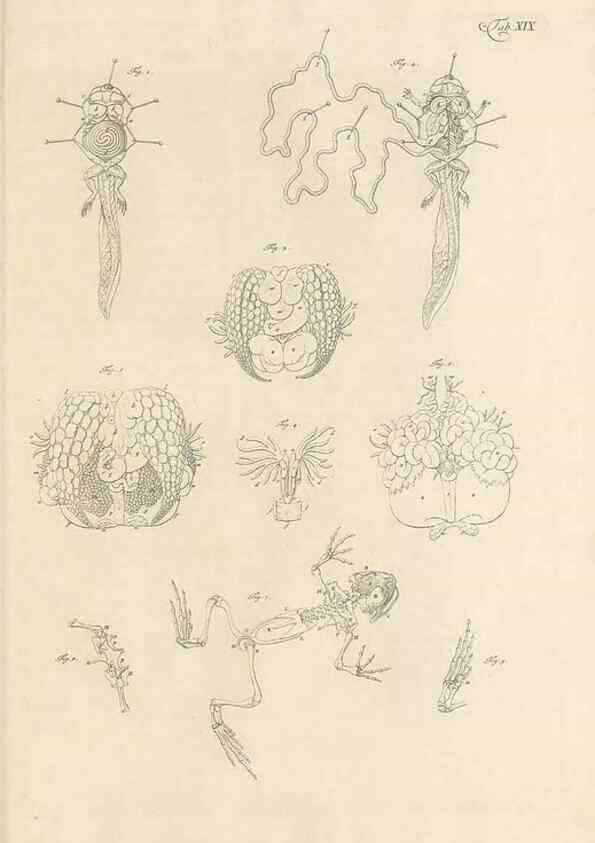 Reproducción/Reproduction 48519434206: Historia naturalis ranarum nostratium :. Nürnberg :gedrucht bey Johann Joseph Fleischmann,1758.. 