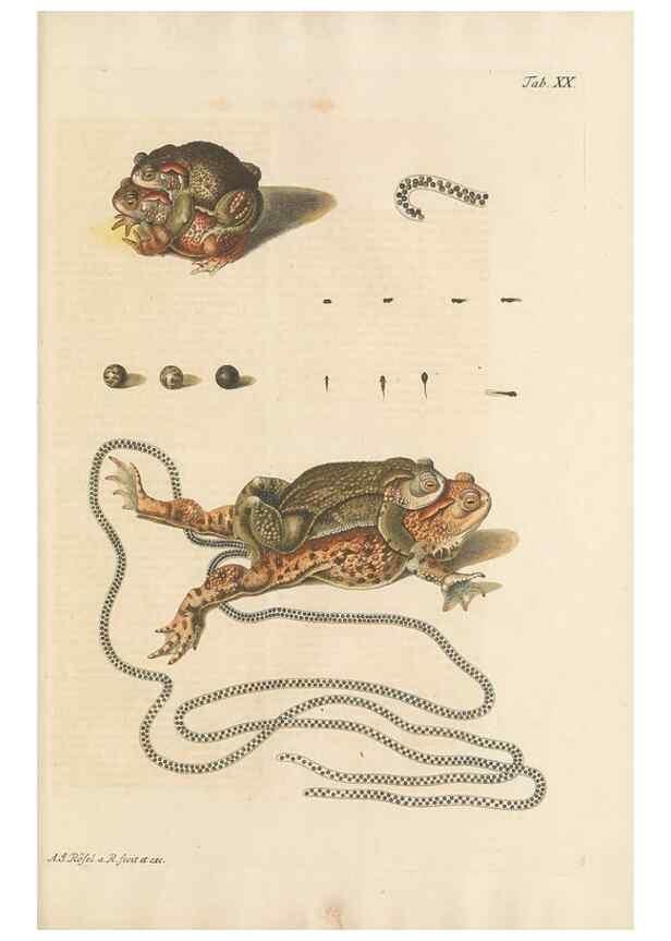 Reproducción/Reproduction 48519434591: Historia naturalis ranarum nostratium :. Nürnberg :gedrucht bey Johann Joseph Fleischmann,1758.. 