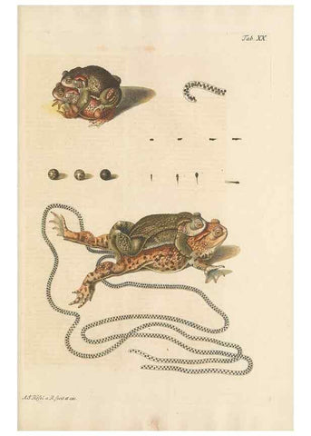 Reproducción/Reproduction 48519434591: Historia naturalis ranarum nostratium :. Nürnberg :gedrucht bey Johann Joseph Fleischmann,1758.. 