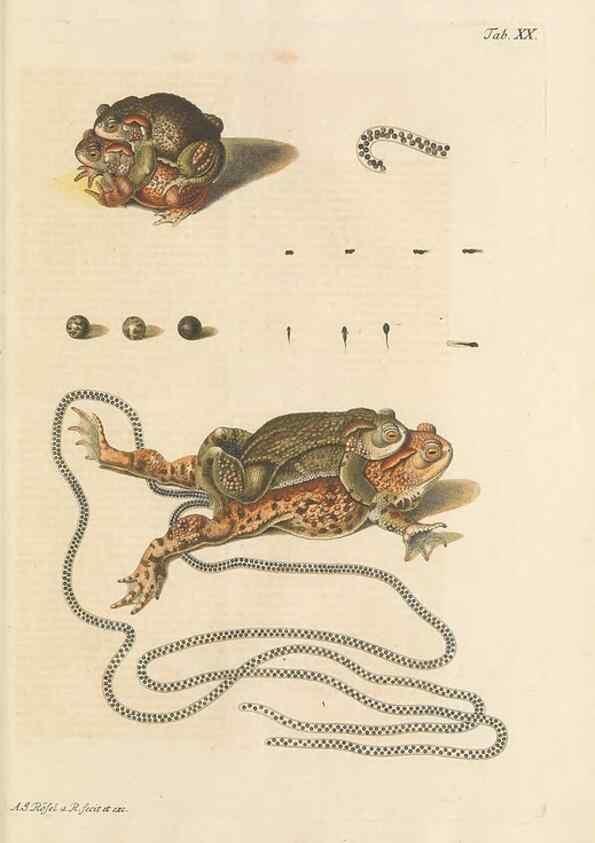 Reproducción/Reproduction 48519434591: Historia naturalis ranarum nostratium :. Nürnberg :gedrucht bey Johann Joseph Fleischmann,1758.. 