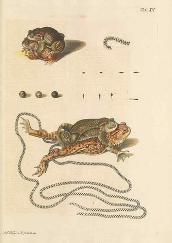 Reproducción/Reproduction 48519434591: Historia naturalis ranarum nostratium :. Nürnberg :gedrucht bey Johann Joseph Fleischmann,1758.. 