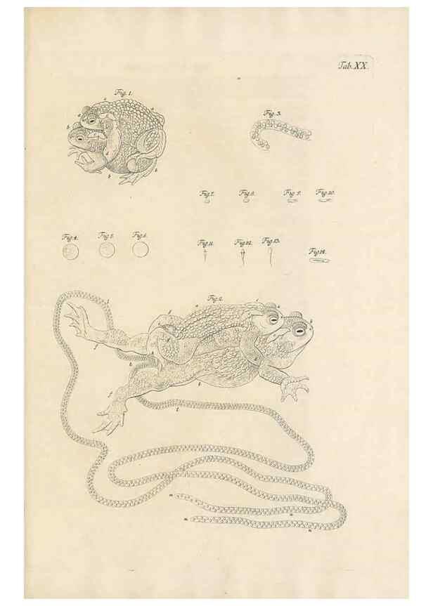 Reproducción/Reproduction 48519603927: Historia naturalis ranarum nostratium :. Nürnberg :gedrucht bey Johann Joseph Fleischmann,1758.. 