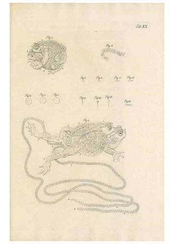 Reproducción/Reproduction 48519603927: Historia naturalis ranarum nostratium :. Nürnberg :gedrucht bey Johann Joseph Fleischmann,1758.. 