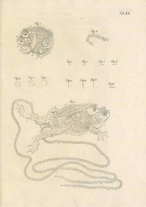 Reproducción/Reproduction 48519603927: Historia naturalis ranarum nostratium :. Nürnberg :gedrucht bey Johann Joseph Fleischmann,1758.. 