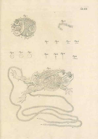 Reproducción/Reproduction 48519603927: Historia naturalis ranarum nostratium :. Nürnberg :gedrucht bey Johann Joseph Fleischmann,1758.. 