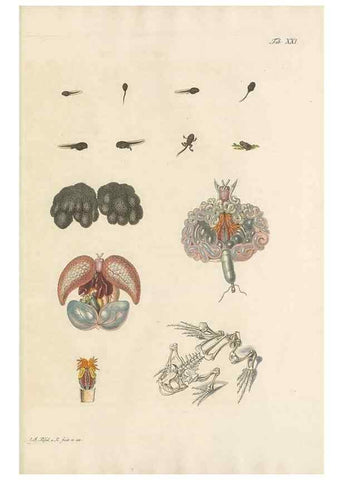 Reproducción/Reproduction 48519604307: Historia naturalis ranarum nostratium :. Nürnberg :gedrucht bey Johann Joseph Fleischmann,1758.. 