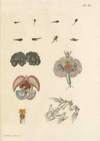 Reproducción/Reproduction 48519604307: Historia naturalis ranarum nostratium :. Nürnberg :gedrucht bey Johann Joseph Fleischmann,1758.. 