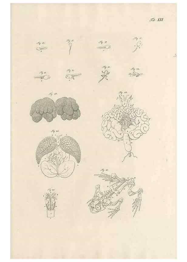 Reproducción/Reproduction 48519435766: Historia naturalis ranarum nostratium :. Nürnberg :gedrucht bey Johann Joseph Fleischmann,1758.. 