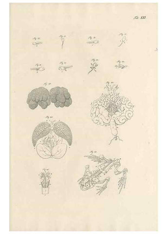 Reproducción/Reproduction 48519435766: Historia naturalis ranarum nostratium :. Nürnberg :gedrucht bey Johann Joseph Fleischmann,1758.. 