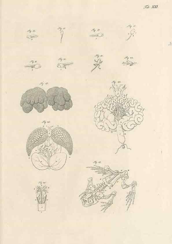Reproducción/Reproduction 48519435766: Historia naturalis ranarum nostratium :. Nürnberg :gedrucht bey Johann Joseph Fleischmann,1758.. 