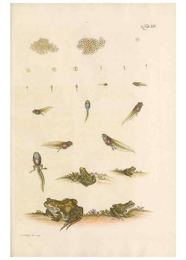 Reproducción/Reproduction 48519599287: Historia naturalis ranarum nostratium :. Nürnberg :gedrucht bey Johann Joseph Fleischmann,1758.. 