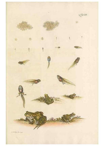Reproducción/Reproduction 48519599287: Historia naturalis ranarum nostratium :. Nürnberg :gedrucht bey Johann Joseph Fleischmann,1758.. 