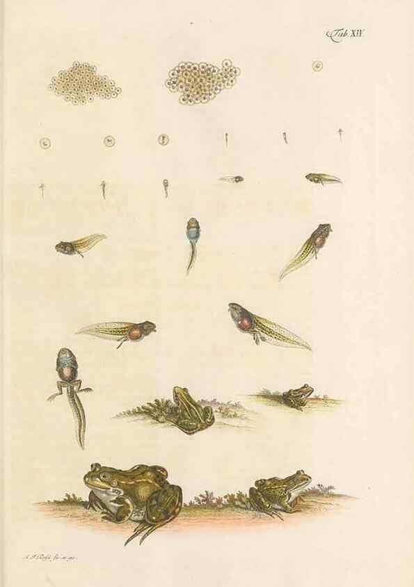 Reproducción/Reproduction 48519599287: Historia naturalis ranarum nostratium :. Nürnberg :gedrucht bey Johann Joseph Fleischmann,1758.. 