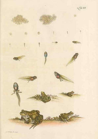 Reproducción/Reproduction 48519599287: Historia naturalis ranarum nostratium :. Nürnberg :gedrucht bey Johann Joseph Fleischmann,1758.. 