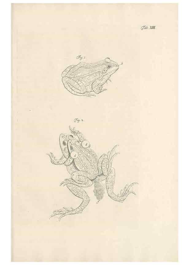 Reproducción/Reproduction 48519598927: Historia naturalis ranarum nostratium :. Nürnberg :gedrucht bey Johann Joseph Fleischmann,1758.. 