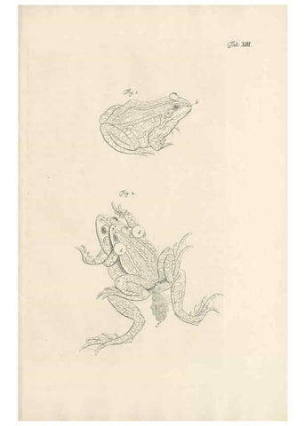 Reproducción/Reproduction 48519598927: Historia naturalis ranarum nostratium :. Nürnberg :gedrucht bey Johann Joseph Fleischmann,1758.. 