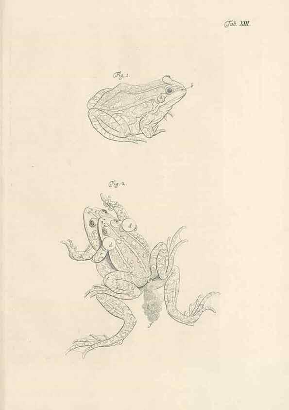 Reproducción/Reproduction 48519598927: Historia naturalis ranarum nostratium :. Nürnberg :gedrucht bey Johann Joseph Fleischmann,1758.. 