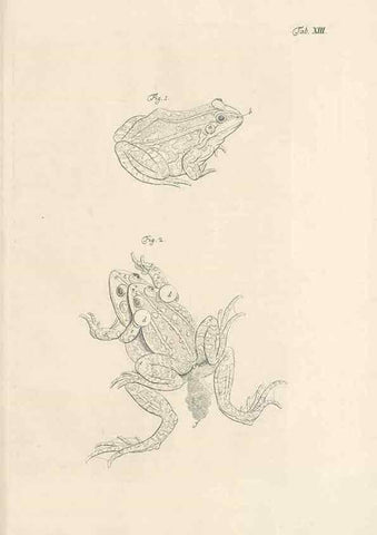 Reproducción/Reproduction 48519598927: Historia naturalis ranarum nostratium :. Nürnberg :gedrucht bey Johann Joseph Fleischmann,1758.. 