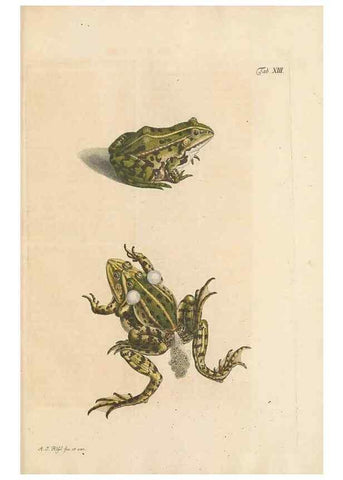 Reproducción/Reproduction 48519598607: Historia naturalis ranarum nostratium :. Nürnberg :gedrucht bey Johann Joseph Fleischmann,1758.. 