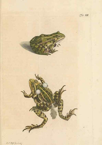 Reproducción/Reproduction 48519598607: Historia naturalis ranarum nostratium :. Nürnberg :gedrucht bey Johann Joseph Fleischmann,1758.. 