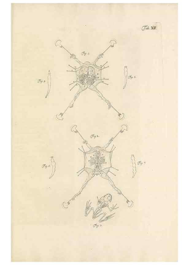 Reproducción/Reproduction 48519598092: Historia naturalis ranarum nostratium :. Nürnberg :gedrucht bey Johann Joseph Fleischmann,1758.. 
