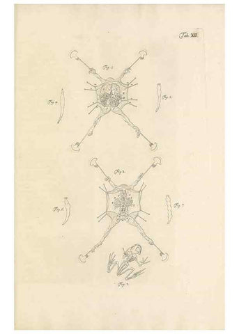 Reproducción/Reproduction 48519598092: Historia naturalis ranarum nostratium :. Nürnberg :gedrucht bey Johann Joseph Fleischmann,1758.. 
