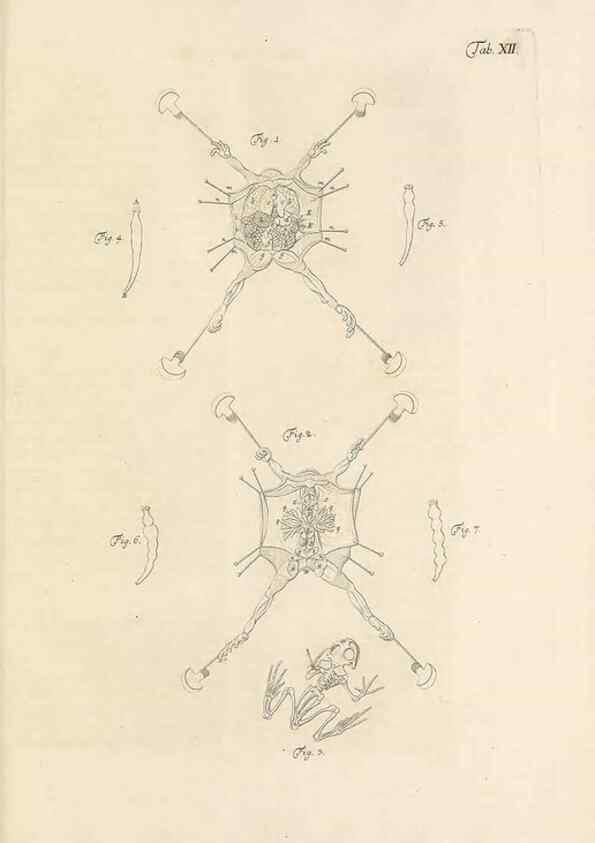 Reproducción/Reproduction 48519598092: Historia naturalis ranarum nostratium :. Nürnberg :gedrucht bey Johann Joseph Fleischmann,1758.. 