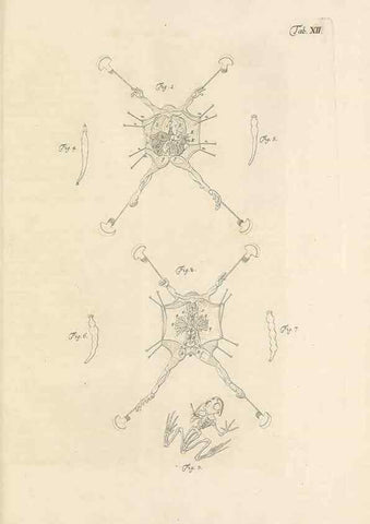 Reproducción/Reproduction 48519598092: Historia naturalis ranarum nostratium :. Nürnberg :gedrucht bey Johann Joseph Fleischmann,1758.. 