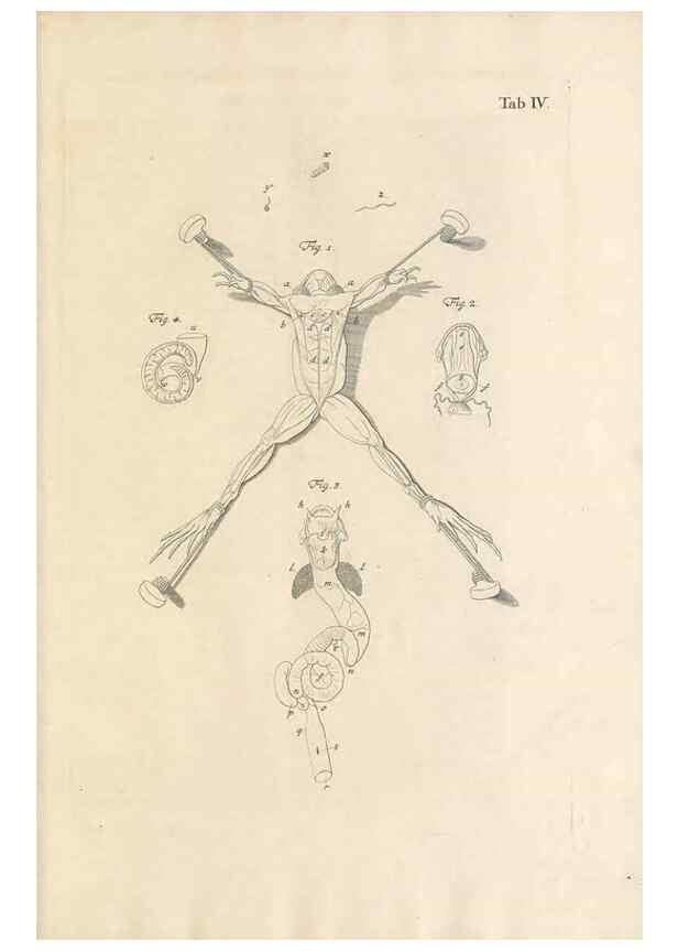 Reproducción/Reproduction 48519422406: Historia naturalis ranarum nostratium :. Nürnberg :gedrucht bey Johann Joseph Fleischmann,1758.. 