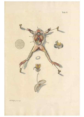 Reproducción/Reproduction 48519591852: Historia naturalis ranarum nostratium :. Nürnberg :gedrucht bey Johann Joseph Fleischmann,1758.. 