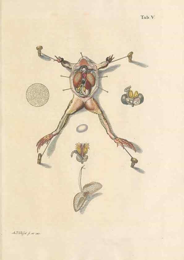 Reproducción/Reproduction 48519591852: Historia naturalis ranarum nostratium :. Nürnberg :gedrucht bey Johann Joseph Fleischmann,1758.. 