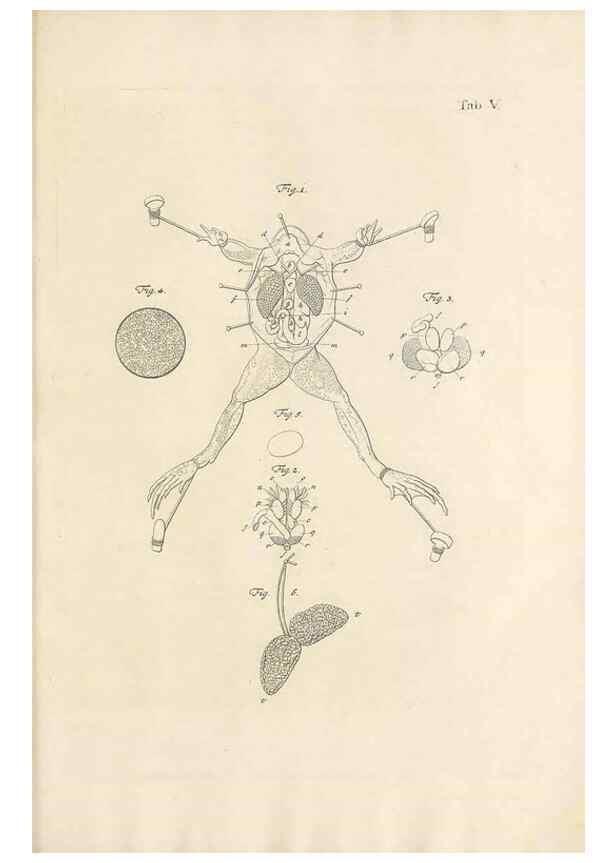 Reproducción/Reproduction 48519423161: Historia naturalis ranarum nostratium :. Nürnberg :gedrucht bey Johann Joseph Fleischmann,1758.. 