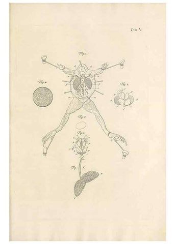 Reproducción/Reproduction 48519423161: Historia naturalis ranarum nostratium :. Nürnberg :gedrucht bey Johann Joseph Fleischmann,1758.. 