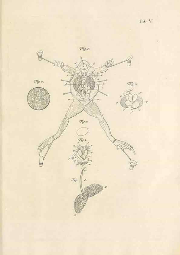 Reproducción/Reproduction 48519423161: Historia naturalis ranarum nostratium :. Nürnberg :gedrucht bey Johann Joseph Fleischmann,1758.. 