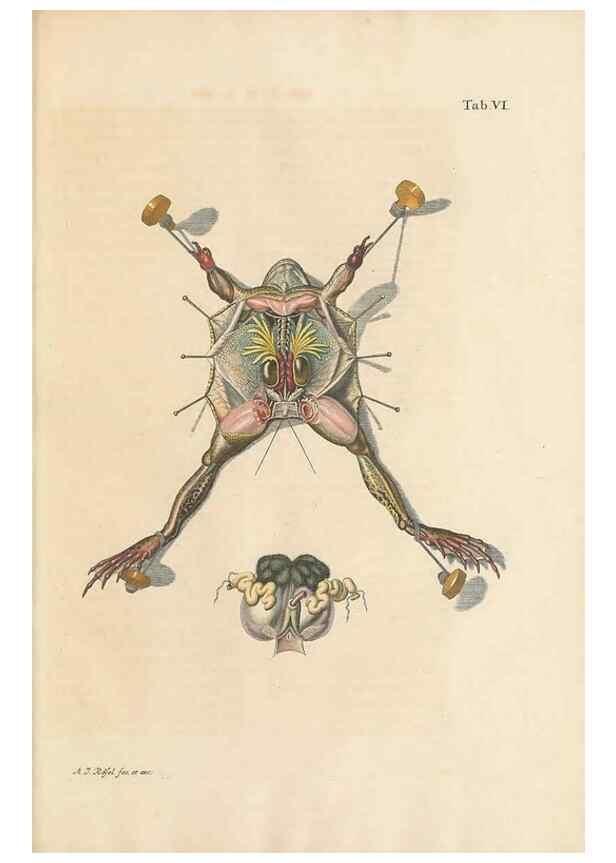 Reproducción/Reproduction 48519423531: Historia naturalis ranarum nostratium :. Nürnberg :gedrucht bey Johann Joseph Fleischmann,1758.. 