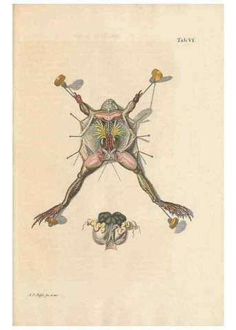 Reproducción/Reproduction 48519423531: Historia naturalis ranarum nostratium :. Nürnberg :gedrucht bey Johann Joseph Fleischmann,1758.. 