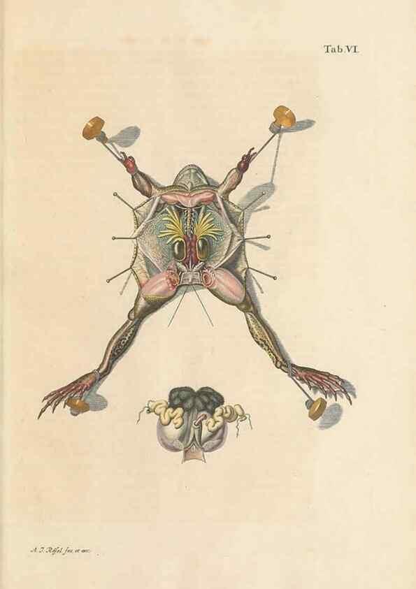 Reproducción/Reproduction 48519423531: Historia naturalis ranarum nostratium :. Nürnberg :gedrucht bey Johann Joseph Fleischmann,1758.. 
