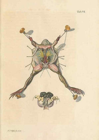 Reproducción/Reproduction 48519423531: Historia naturalis ranarum nostratium :. Nürnberg :gedrucht bey Johann Joseph Fleischmann,1758.. 