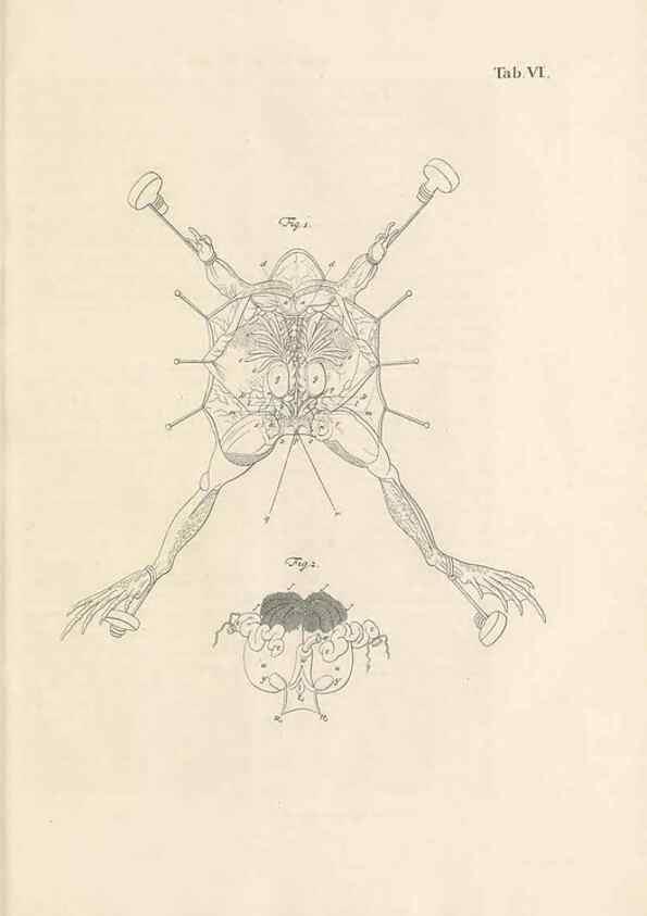 Reproducción/Reproduction 48519593177: Historia naturalis ranarum nostratium :. Nürnberg :gedrucht bey Johann Joseph Fleischmann,1758.. 