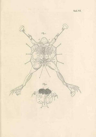 Reproducción/Reproduction 48519593177: Historia naturalis ranarum nostratium :. Nürnberg :gedrucht bey Johann Joseph Fleischmann,1758.. 