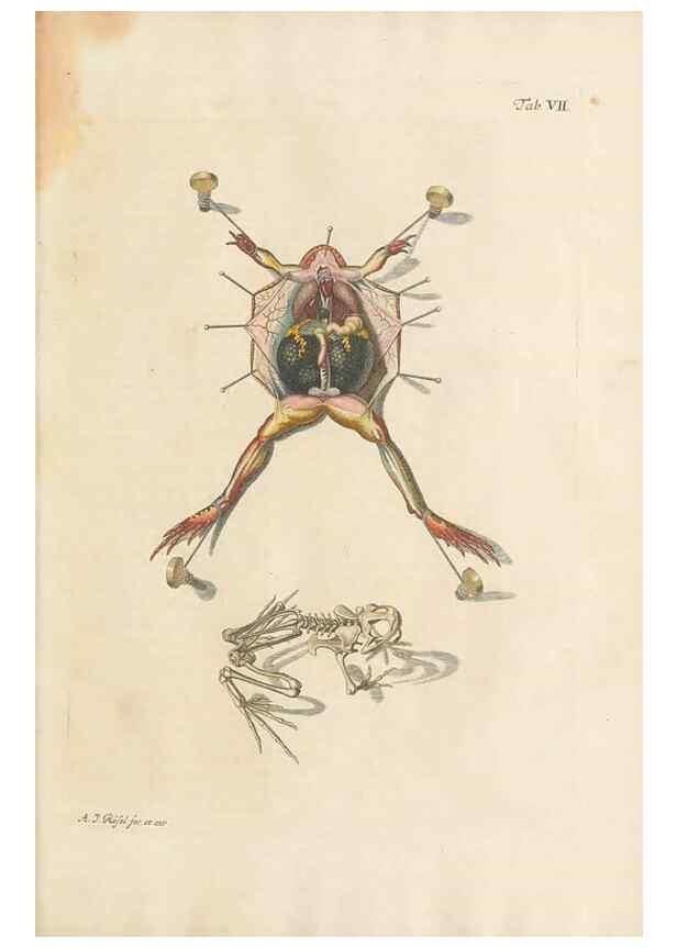 Reproducción/Reproduction 48519593557: Historia naturalis ranarum nostratium :. Nürnberg :gedrucht bey Johann Joseph Fleischmann,1758.. 
