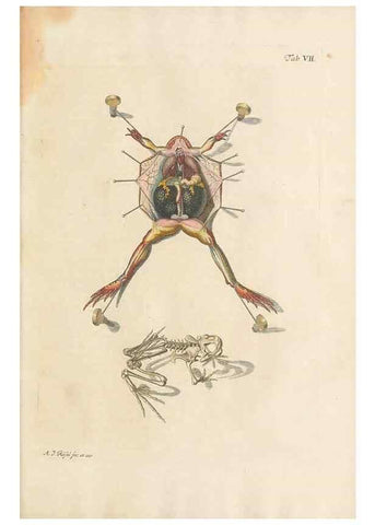 Reproducción/Reproduction 48519593557: Historia naturalis ranarum nostratium :. Nürnberg :gedrucht bey Johann Joseph Fleischmann,1758.. 